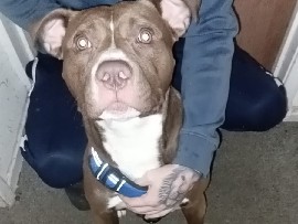 Mastiff - mastiff  available for adoption in Northwich