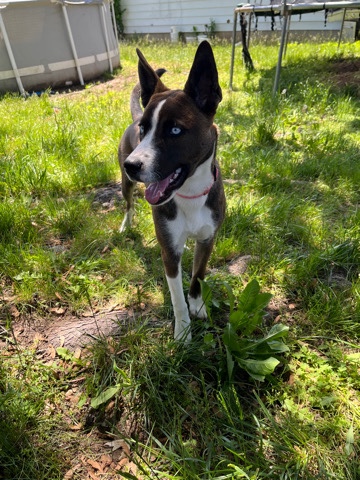 Husky/Pitbull