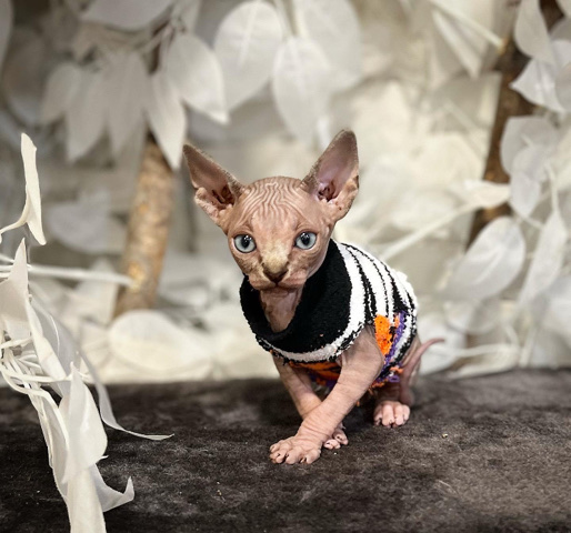 Sphynx – Sphinx