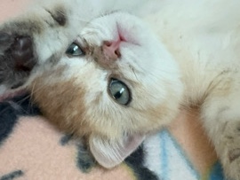 British Shorthair – SOLD male Golden British shorthair – Abu Dhabi