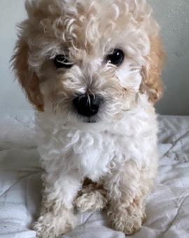 Maltese – Looking for a new home!