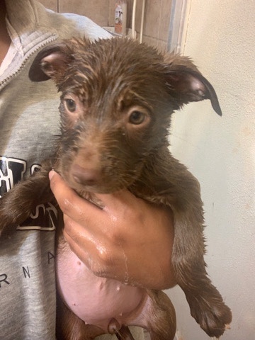 Puppy for sale