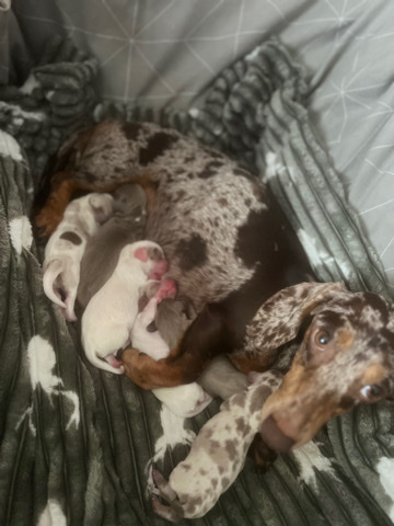 Dachshund – Dachshund