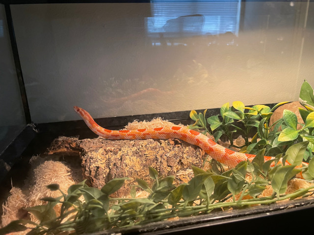 Selling corn snake!