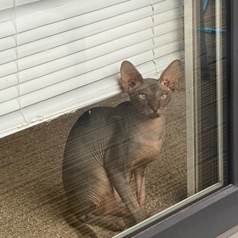 Sphynx – George the Spyhnx