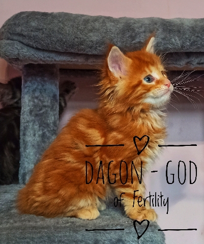 Maine Coon – GCCF Pure Pedigree Maine **** Kittens Flash Deal!