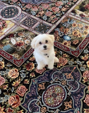 Maltese – maltese x chihuahua puppy