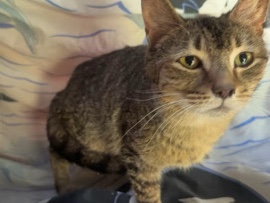 Bengal – adopt a pet today! – Long Bottom