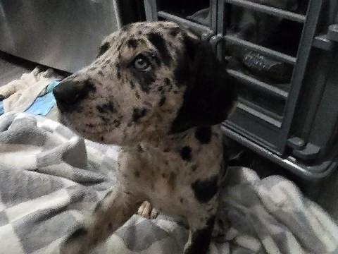 Great Dane – daniff Puppies (Great Dane/English Mastiff Mix) – Thorp