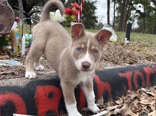 Image of Mixed Breed