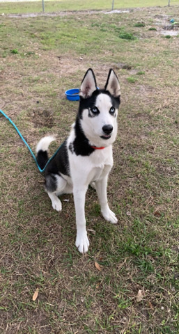 Siberian Husky – Siberian Husky