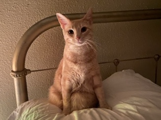 American Shorthair – Honey Buns needs a new home!