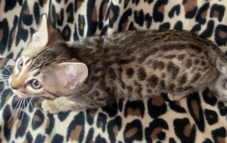 Bengal – Bengal kittens