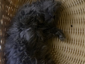 Persian (Traditional) - Persian available for adoption in Ajman