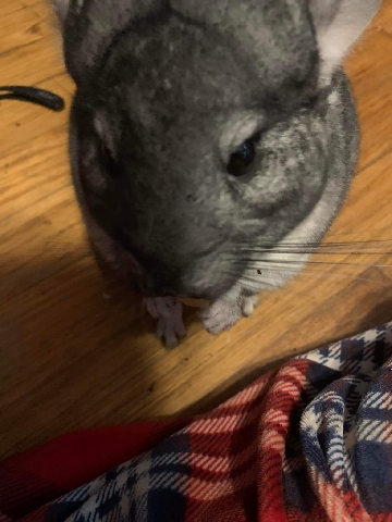 Chinchilla