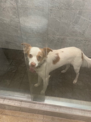 Brittany – Brittany Spaniel