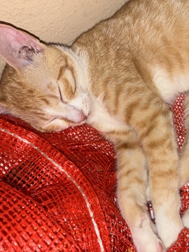 orange female kitten – Phoenix