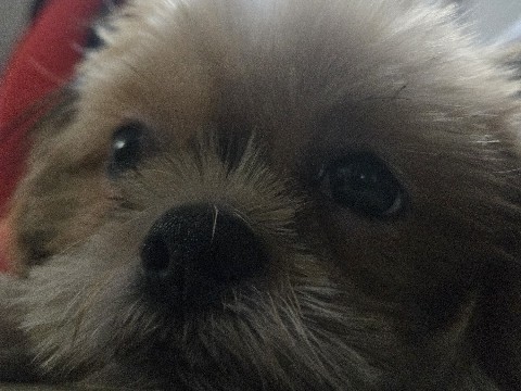 Shih Tzu – Healthy Shih Tzu Dog for Sale – Immediate – Bengaluru