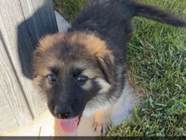 German Shepherd – German shepherd puppies – Eureka
