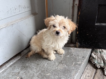 Shih Tzu – selling my pet