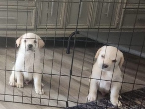 Labrador Retriever – seeking forever home
