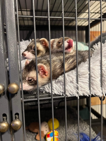 Any – bonded ferrets