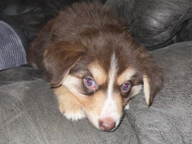 Australian Shepherd – Urgent Rehoming – 7 Adorable Aussie/Husky Mix Pups – Austin