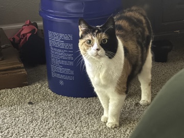American Shorthair – 3 year old female calico cat in need of home – Lake Charles