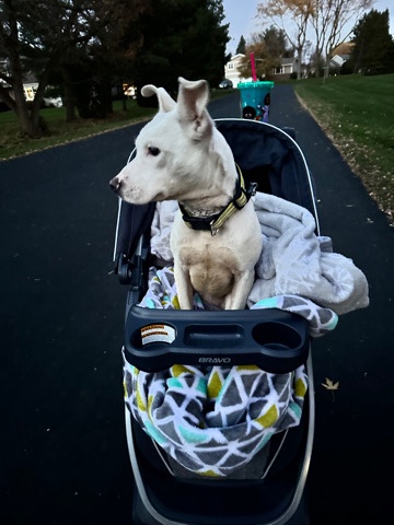 Labrador Retriever – pitbull-lab puppy