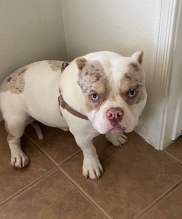 American Bulldog – American Bully