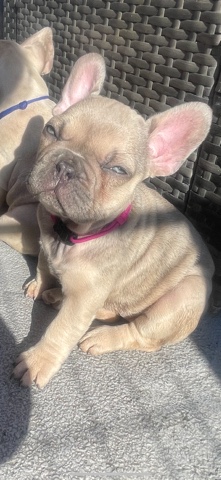 French Bulldog – beautiful French bulldog