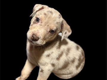 American Staffordshire Terrier – Take me home – Vancouver