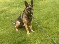 German shepherd needs rehomed