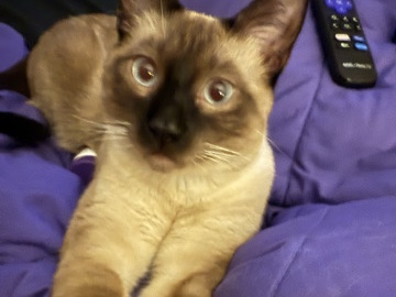 Siamese – Siamese Kitten and supplies – Denver