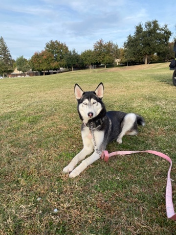 Siberian Husky – Husky for sale