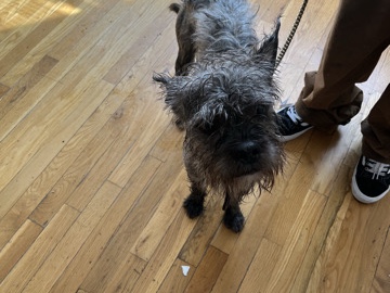 Boxer – Selling Dog – New York