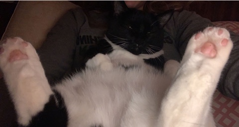 urgent rehome needed