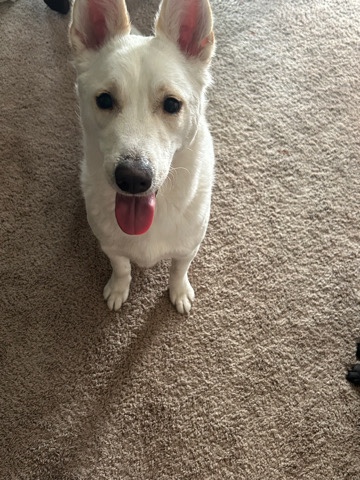 White Shepherd – please message your # and I will get ahold of you