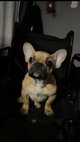 French Bulldog – french bulldog