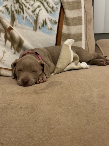 American Pit Bull Terrier – Lab/Pit Mix