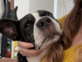 Wendy pitbull husky needs a new home urgently – Magnolia