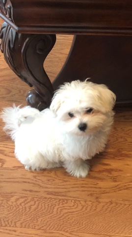 Maltese – maltese for sale