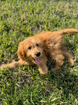 Tony (Mini Goldendoodle)