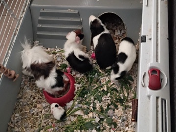Guinea Pig – Guinea Pig – Denver