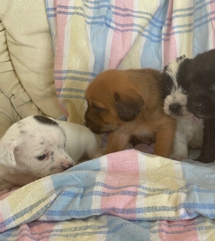 Yorkshire Terrier – yorkipoo puppies