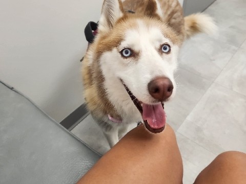 Siberian Husky – Meet the affectionate and gentle Siberian Husky – Converse