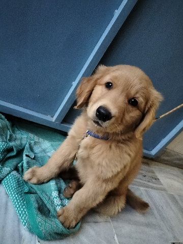 Golden Retriever – golden retriever