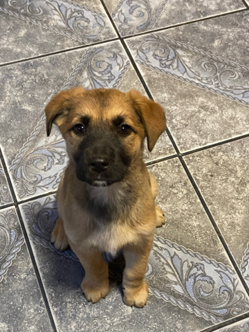 German Shepherd – german shepard pups