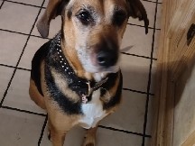 Southern Hound - rehoming a wonderful 5 year old male hound mix available for adoption in Clearwater