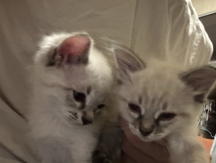 Siamese – pointed lynx Siamese kittens – Mesilla